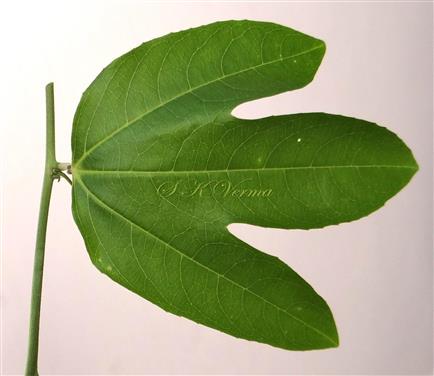  Leaf